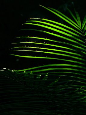 The sun shining through the leaves of palm leaves in the jungle clipart