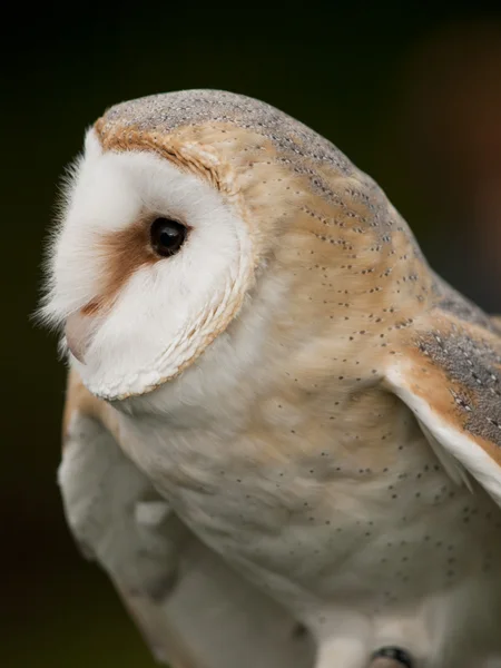 Bir peçeli baykuş (Tyto alba portresi) — Stok fotoğraf