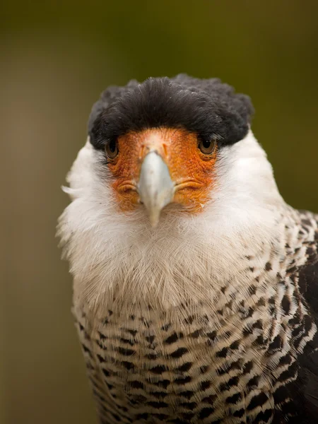 Portret van een crested caracara (caracara plancus) — Stockfoto