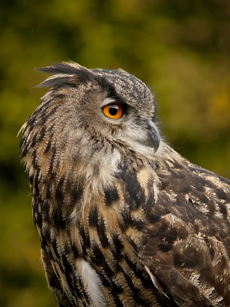 Portrait d'une chouette aigle d'Eurasie (bobu bubo ) — Photo