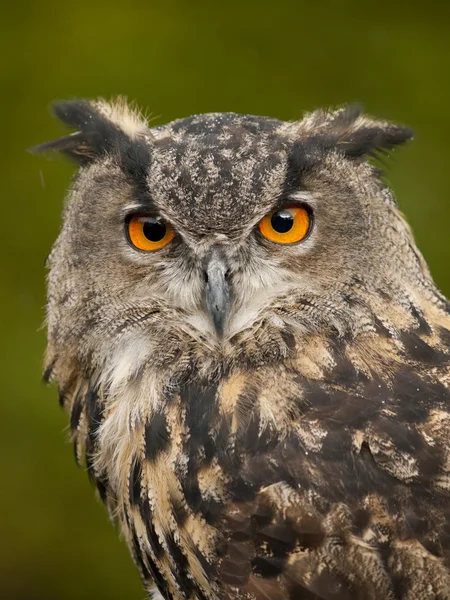 Avrasya kartal baykuş (bobu bubo portresi)