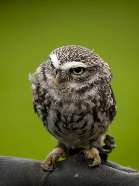 Raiva olhando pequena coruja (athene noctua) empoleirado em um ramo — Fotografia de Stock