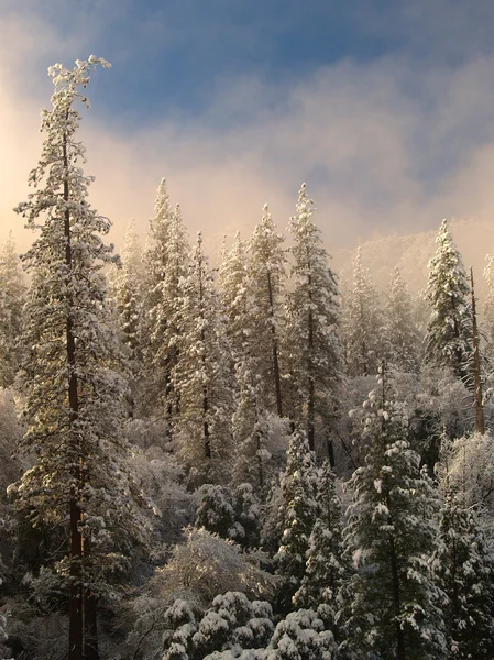 Träd med snö i fjällen (yosemite park) — Stockfoto