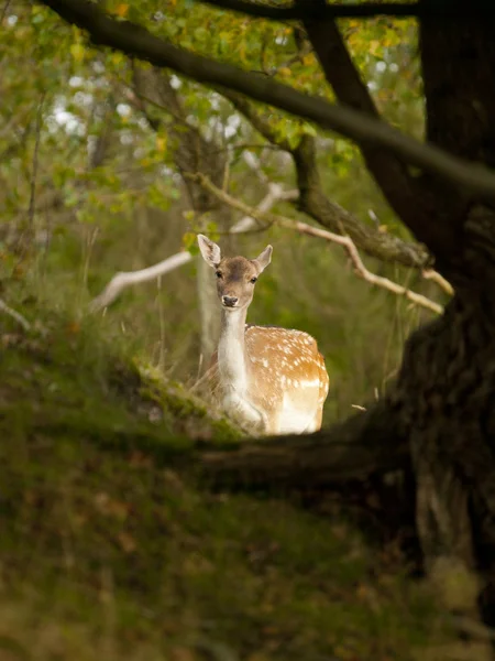 Damhirschweibchen (dama dama) in den Waterleidingduinen, den — Stockfoto