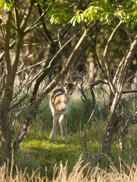 Jovem cervo pousio feminino (Dama dama) no Waterleidingduinen , — Fotografia de Stock