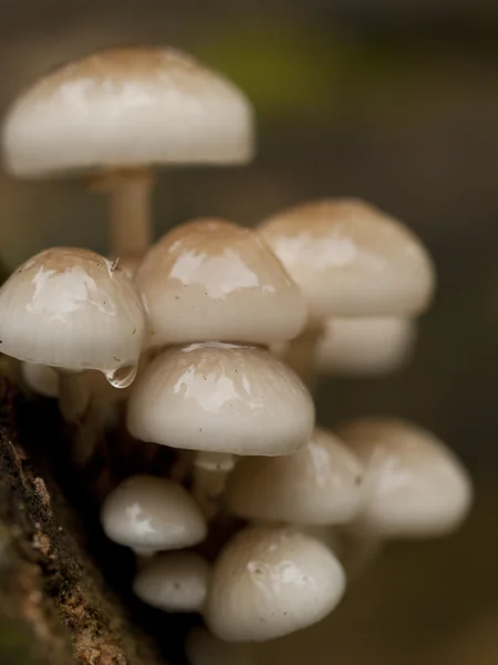 Viscido alla ricerca fungo porcellana (Oudemansiella mucida) crescente su — Foto Stock