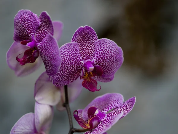 Krásné strakaté fialové orchideje na šedém pozadí — Stock fotografie