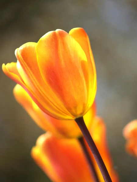 Tulipas vermelhas e laranja vivas — Fotografia de Stock