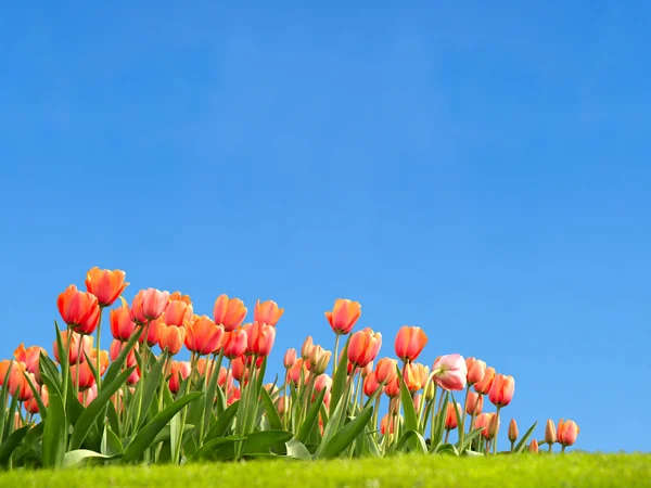 Des tulipes vives avec un ciel bleu clair — Photo