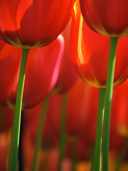 Ogromne czerwone tulipany — Zdjęcie stockowe