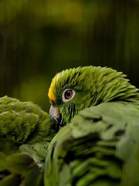 Amazone à couronne jaune (Amazona ochrocephala) ) — Photo