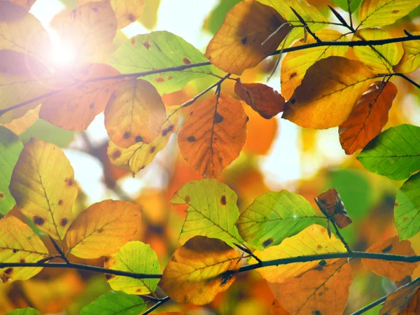 Sfondo autunnale con vivide foglie colorate al sole — Foto Stock