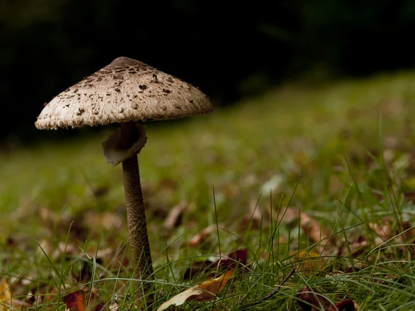 Jamur Parasol (procera Macrolepiota ) — Stok Foto