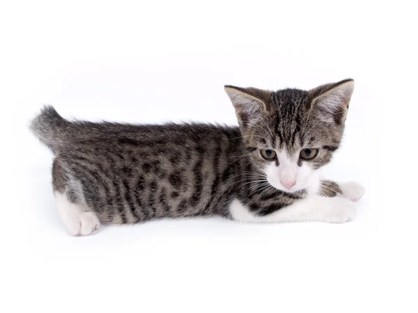 Jeune chaton rayé gris et blanc âgé de dix semaines — Photo