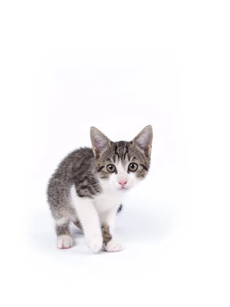 Young ten weeks old shorthaired grey and white striped kitten — Stock Photo, Image