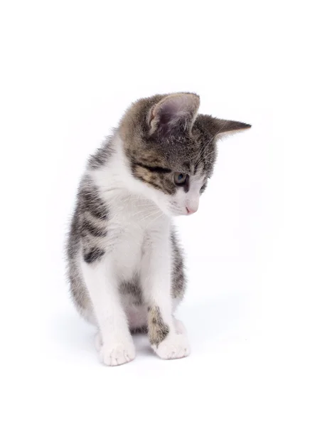 Jeune chaton rayé gris et blanc âgé de dix semaines — Photo