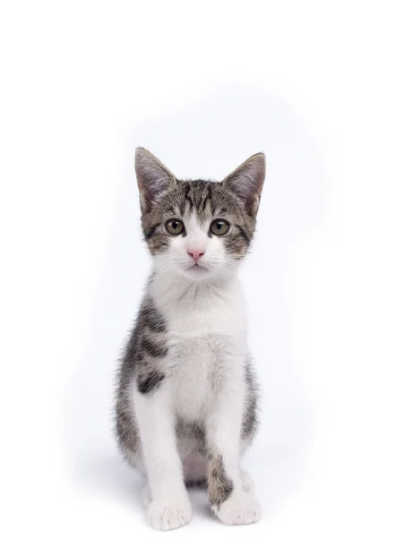 Jeune chaton rayé gris et blanc âgé de dix semaines — Photo