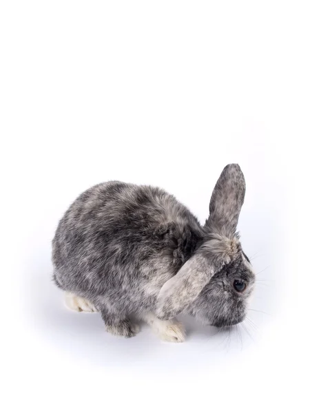 Cute six year old crossbreed of a Holland lob and a Flemish Giant — Stock Photo, Image