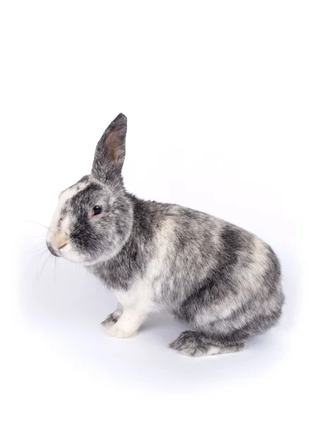 Cute six year old crossbreed of a Holland lob and a Flemish Giant — Stock Photo, Image