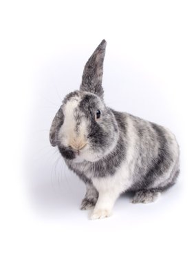 holland lob ve Flaman dev şirin altı yaşında azman