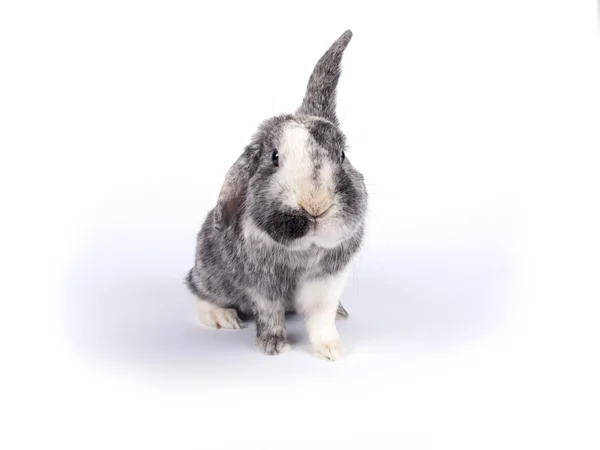 Cute six year old crossbreed of a Holland lob and Flemish Giant — Stock Photo, Image