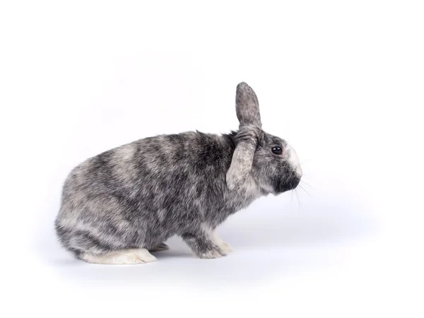 Cute six year old crossbreed of a Holland lob and Flemish Giant — Stock Photo, Image