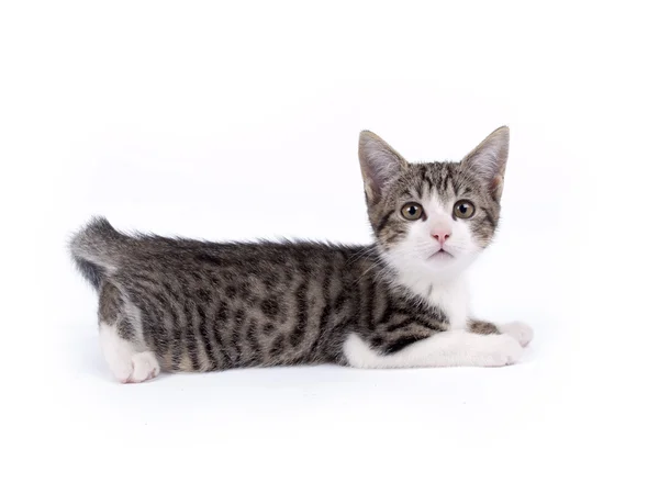 Jeune chaton rayé gris et blanc âgé de dix semaines — Photo