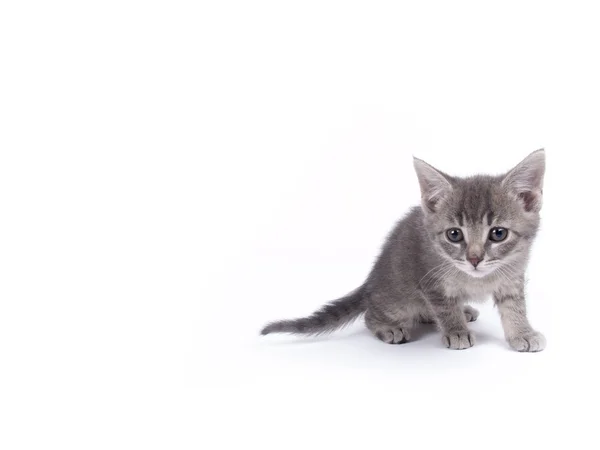 Jeune chaton rayé gris moelleux de neuf semaines sur blanc — Photo