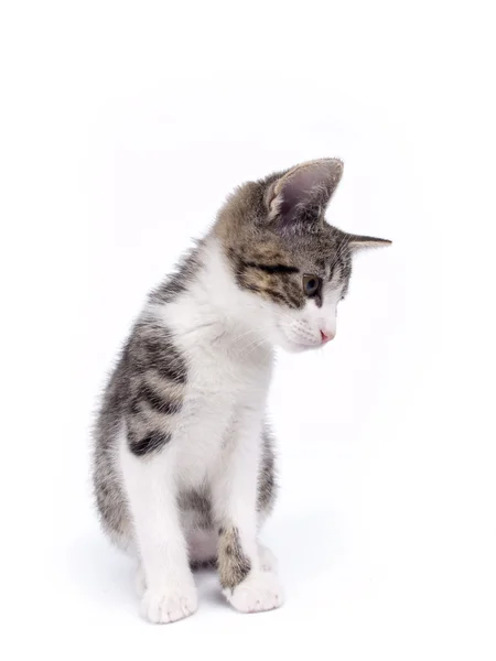 Jeune chaton rayé gris et blanc âgé de dix semaines — Photo