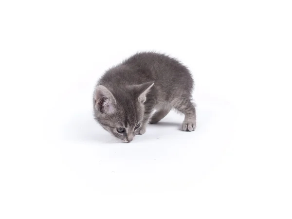 Jeune chaton rayé gris moelleux de neuf semaines sur blanc — Photo