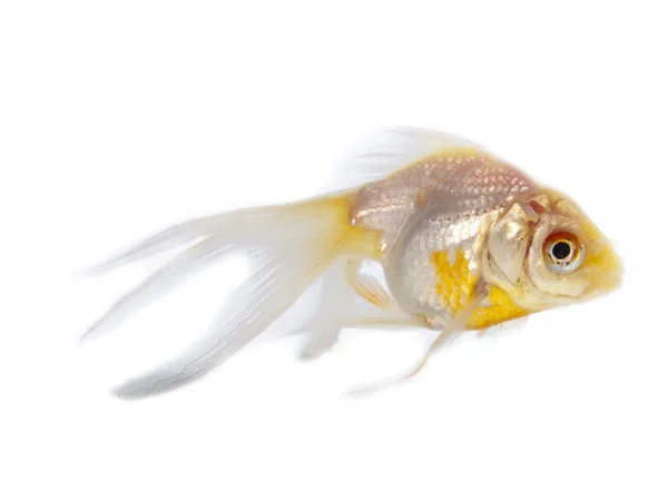 Silver goldfish with long fins over a white background — Stock Photo, Image