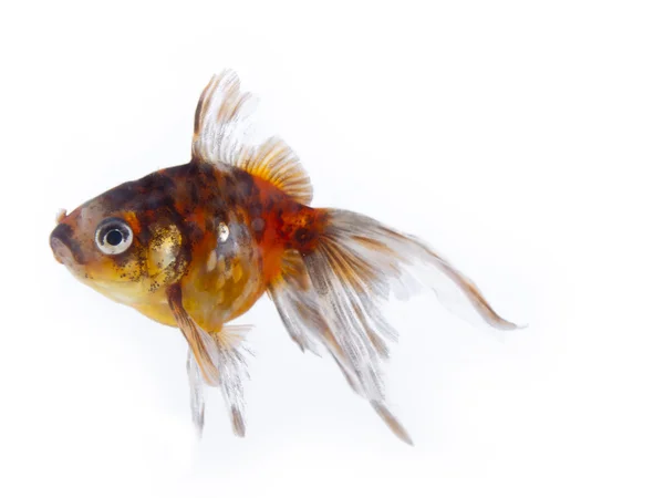 Colorful goldfish with long fins over a white background — Stock Photo, Image