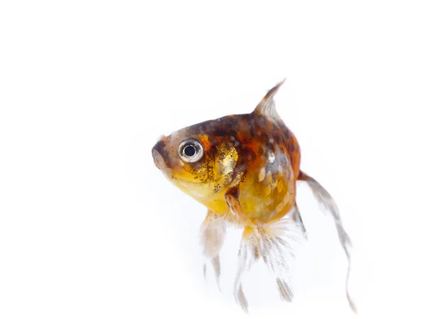 Colorful goldfish with long fins over a white background — Stock Photo, Image