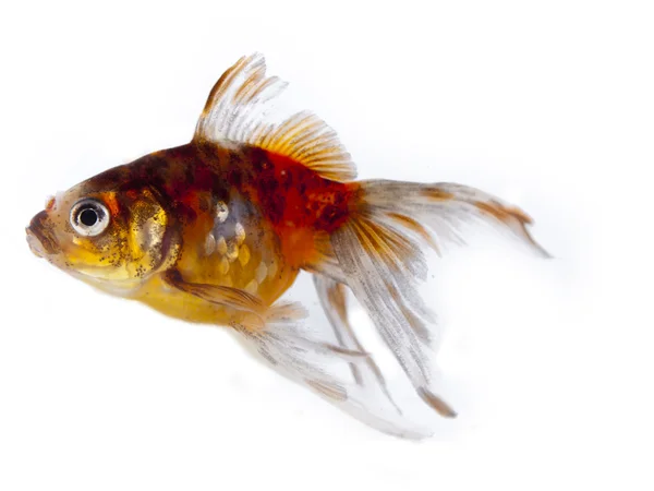 Färgglada guldfisk med långa fenor över en vit bakgrund — Stockfoto