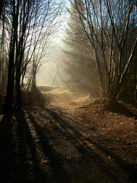 Sonne scheint durch die Bäume — Stockfoto