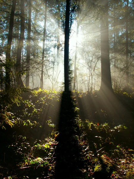 Le soleil brille à travers les arbres — Photo
