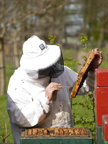 Portrait of a beekeeper with smoker gathering honey at an apiary — Stock Photo, Image