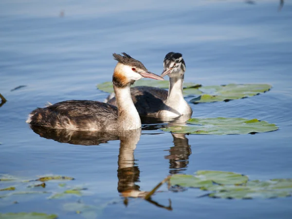 Yüzme büyük tepeli batağan (podiceps cristatus) ile genç kadın