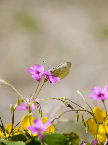 Un piccolo cavolo bianco (Pieris rapae) mangiare nettare — Foto Stock