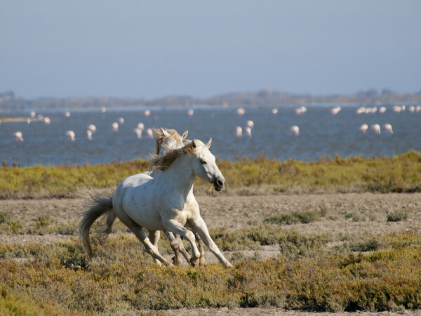 Galloping white horses with flamingos in the back in France