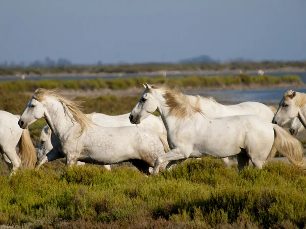 Galloping white horses with flamingos in the back in France — Stock Photo, Image