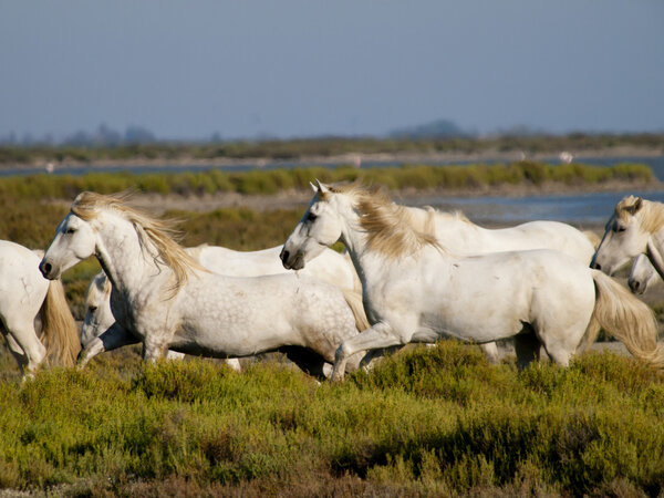 Galloping white horses with flamingos in the back in France