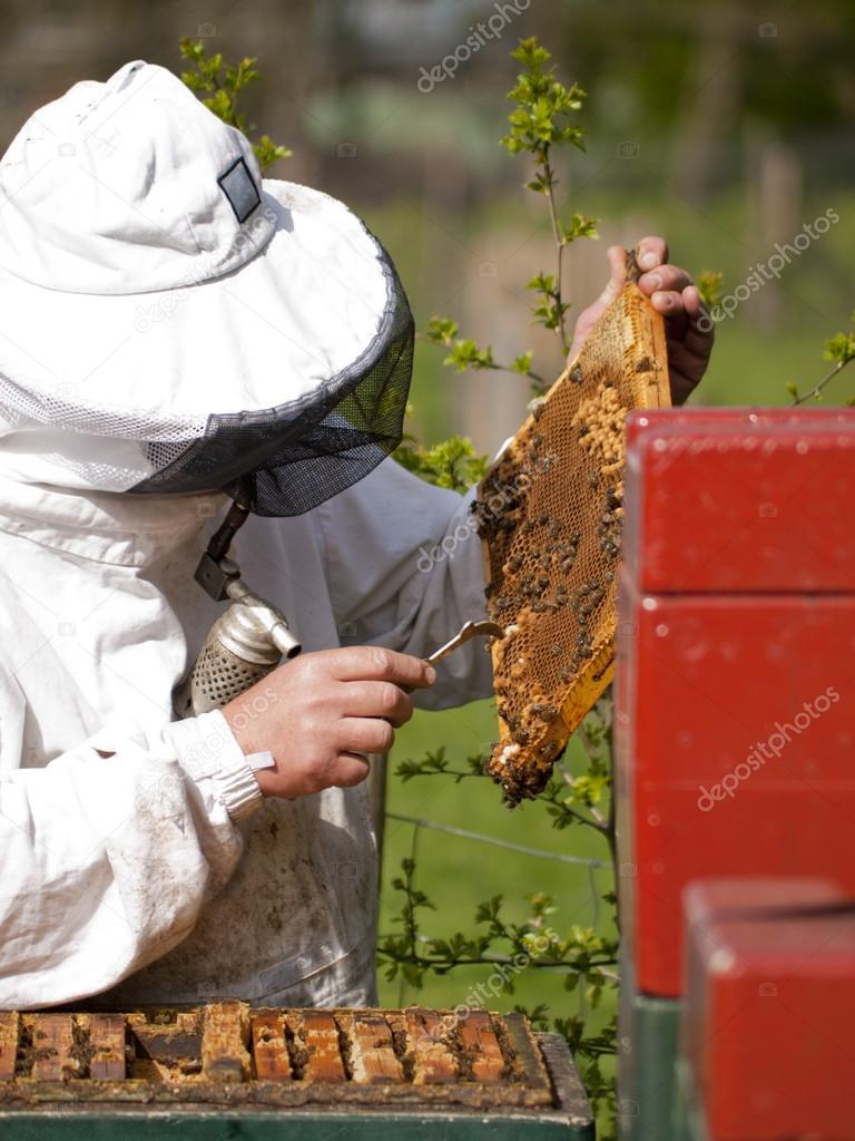 Portrait of a beekeeper with smoker gathering honey at an apiary