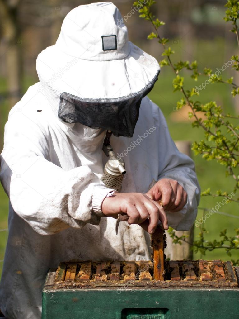 Portrait of a beekeeper with smoker gathering honey at an apiary