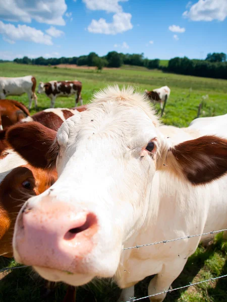 Divertido primer plano de una vaca pastando en un campo en el verano — Foto de Stock