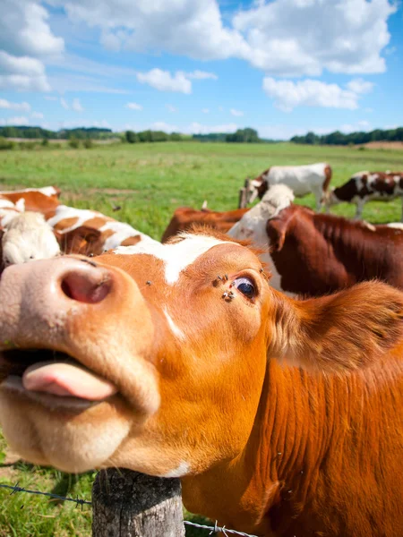 Divertido primer plano de una vaca pastando en un campo en el verano — Foto de Stock