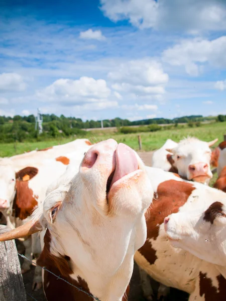 Divertido primer plano de una vaca pastando en un campo en el verano —  Fotos de Stock