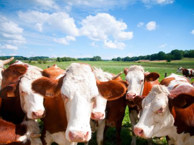 Brown yaz aylarında bir alanda otlayan inekler