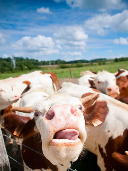 Engraçado perto de uma vaca que pastoreia em um campo no verão — Fotografia de Stock