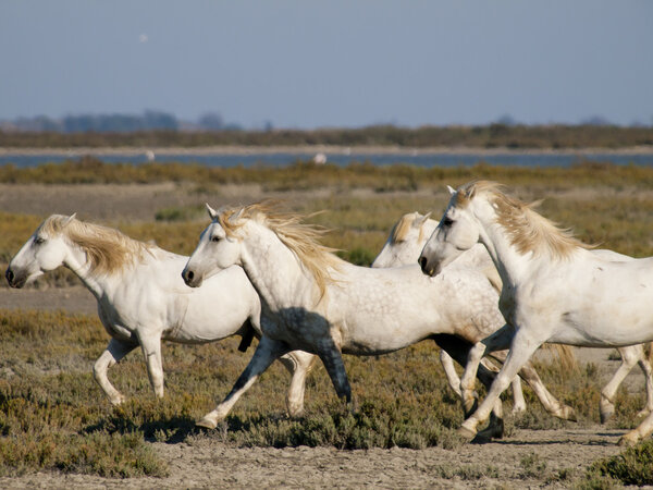 Galloping white horses with flamingos in France